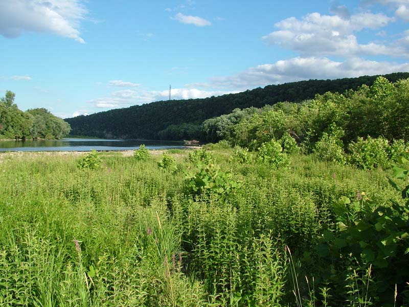 Willow – Indian-grass Floodplain Shrub Wetland
